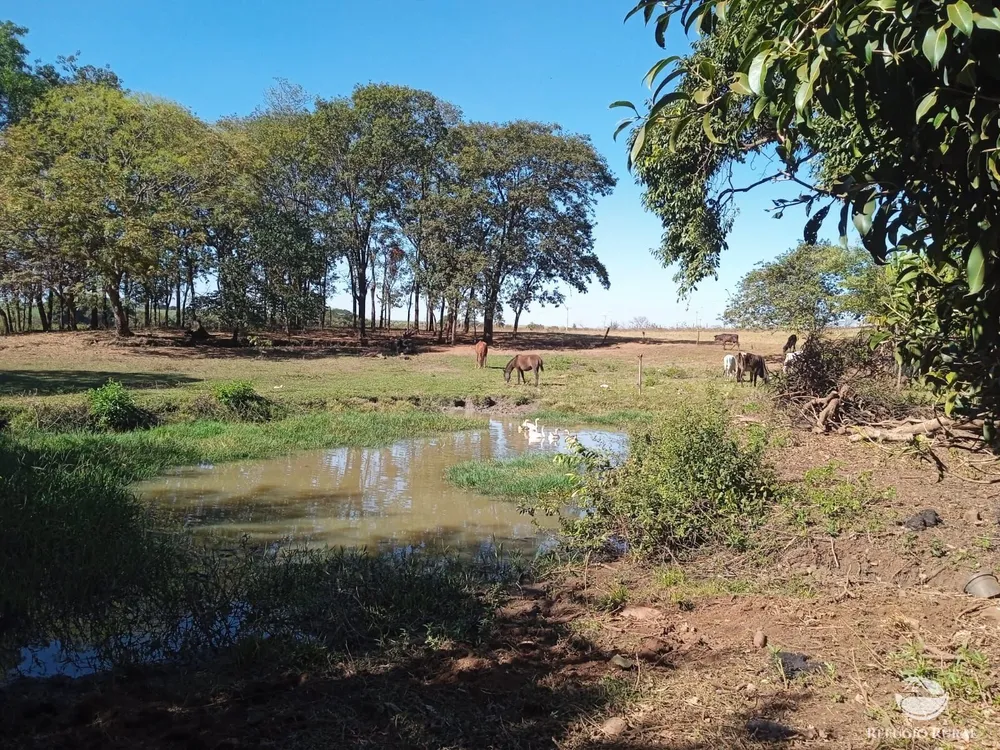 Sítio, 4 hectares - Foto 4