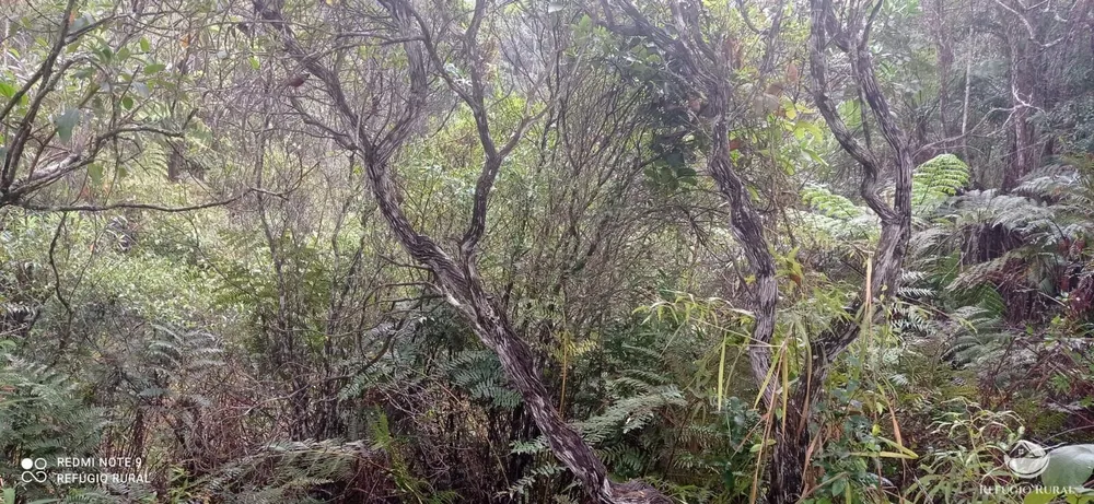 Terreno, 36 hectares - Foto 9