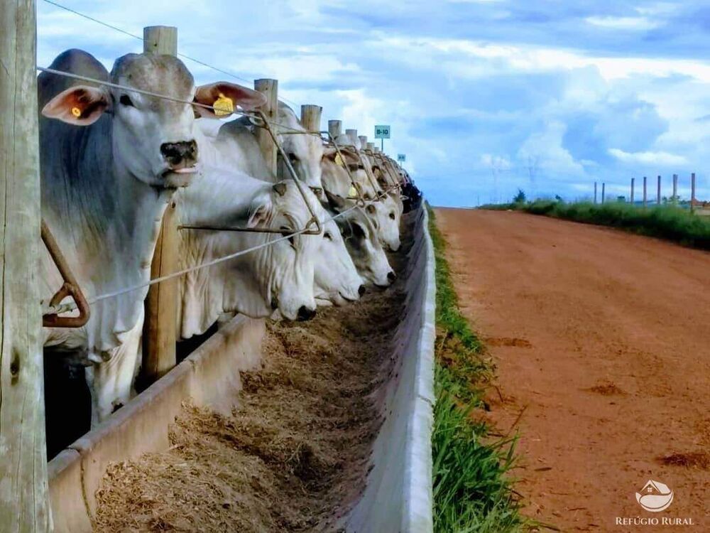 Fazenda à venda com 3 quartos, 292000000m² - Foto 4