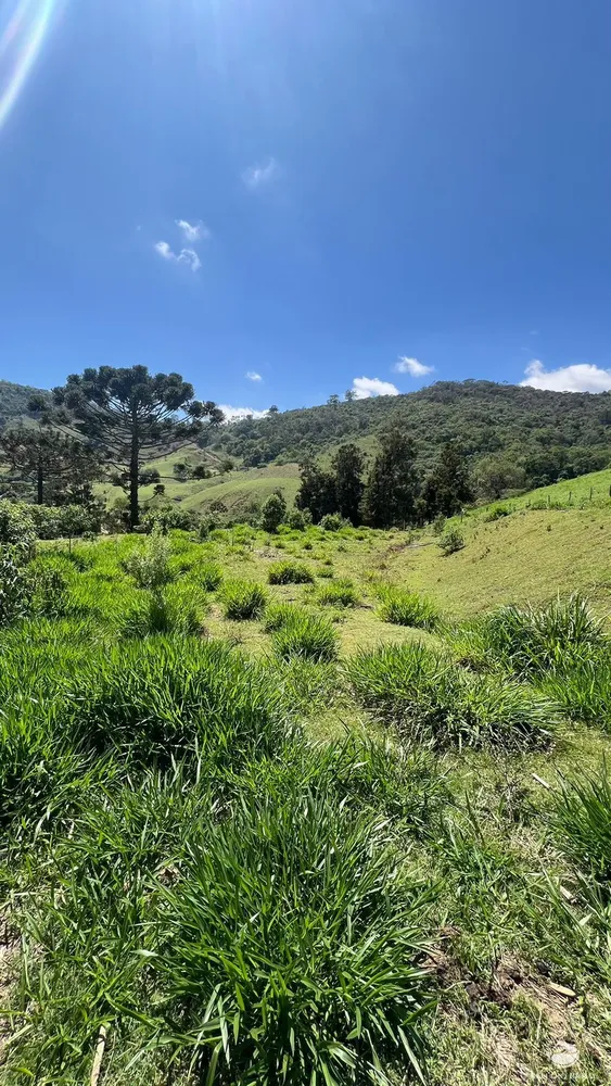 Terreno, 3 hectares - Foto 4