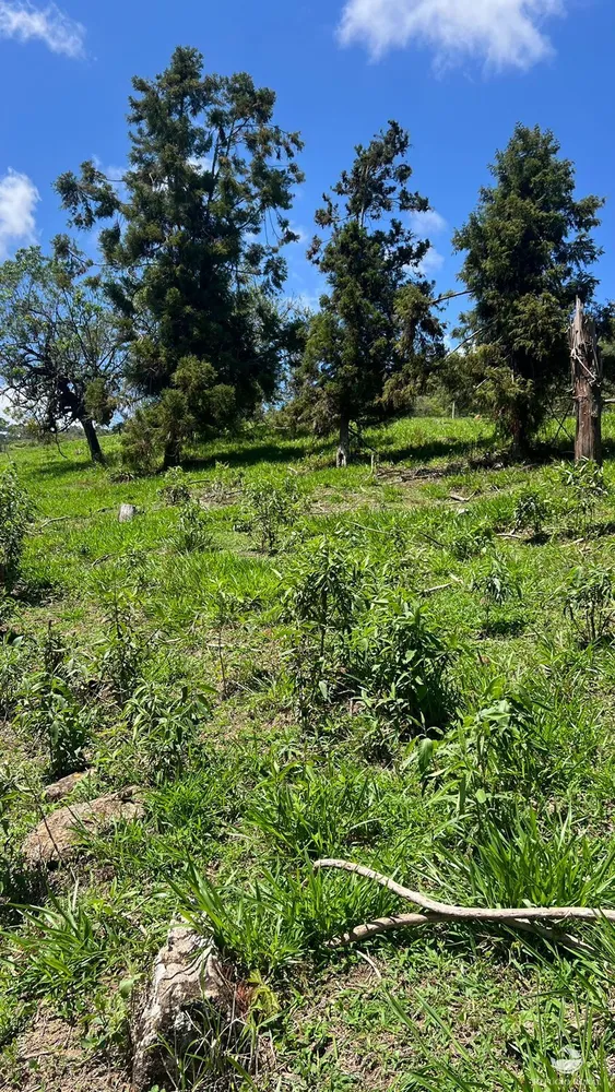 Terreno, 3 hectares - Foto 15