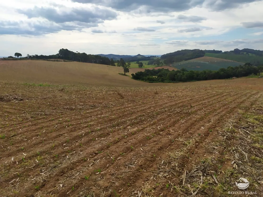 Sítio, 58 hectares - Foto 4