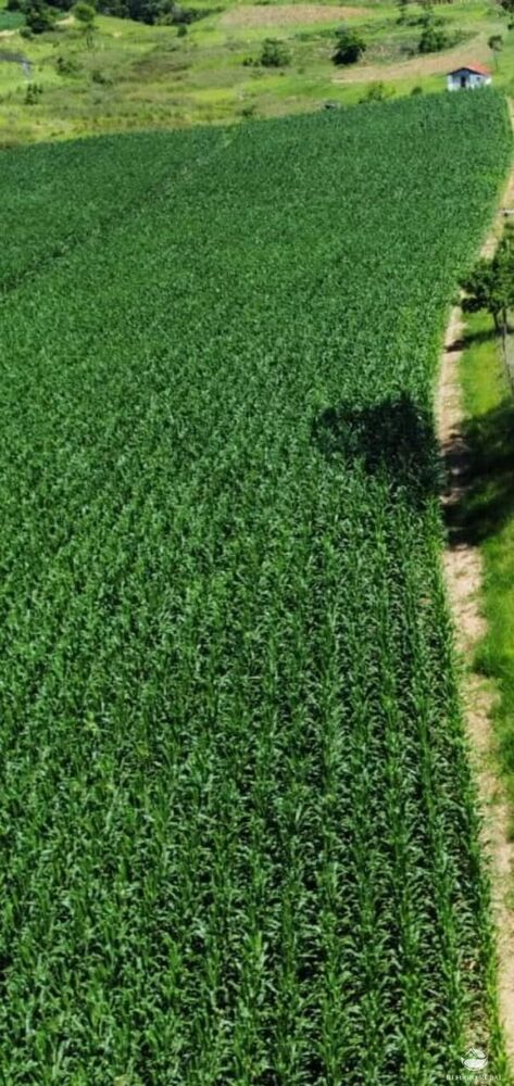 Fazenda, 259 hectares - Foto 5