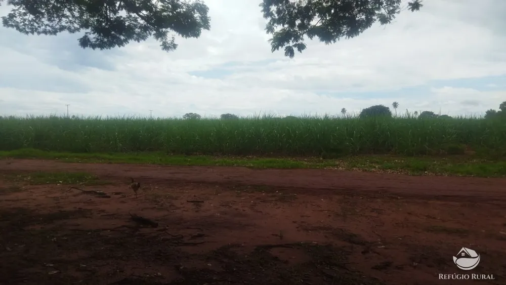 Sítio, 29 hectares - Foto 14