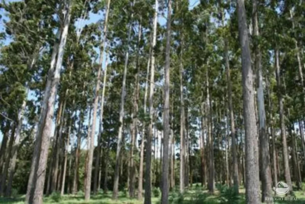 Fazenda, 8712 hectares - Foto 7