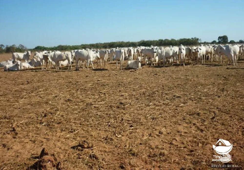 Fazenda, 516 hectares - Foto 1