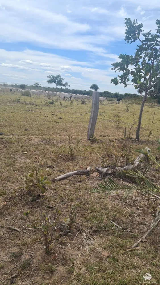 Fazenda, 3151 hectares - Foto 9