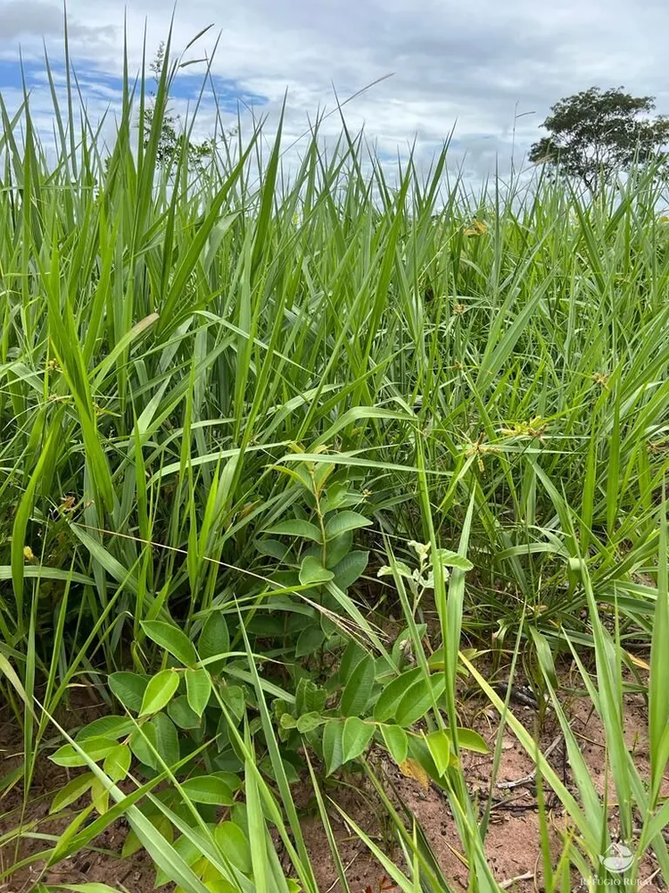 Fazenda, 3151 hectares - Foto 7