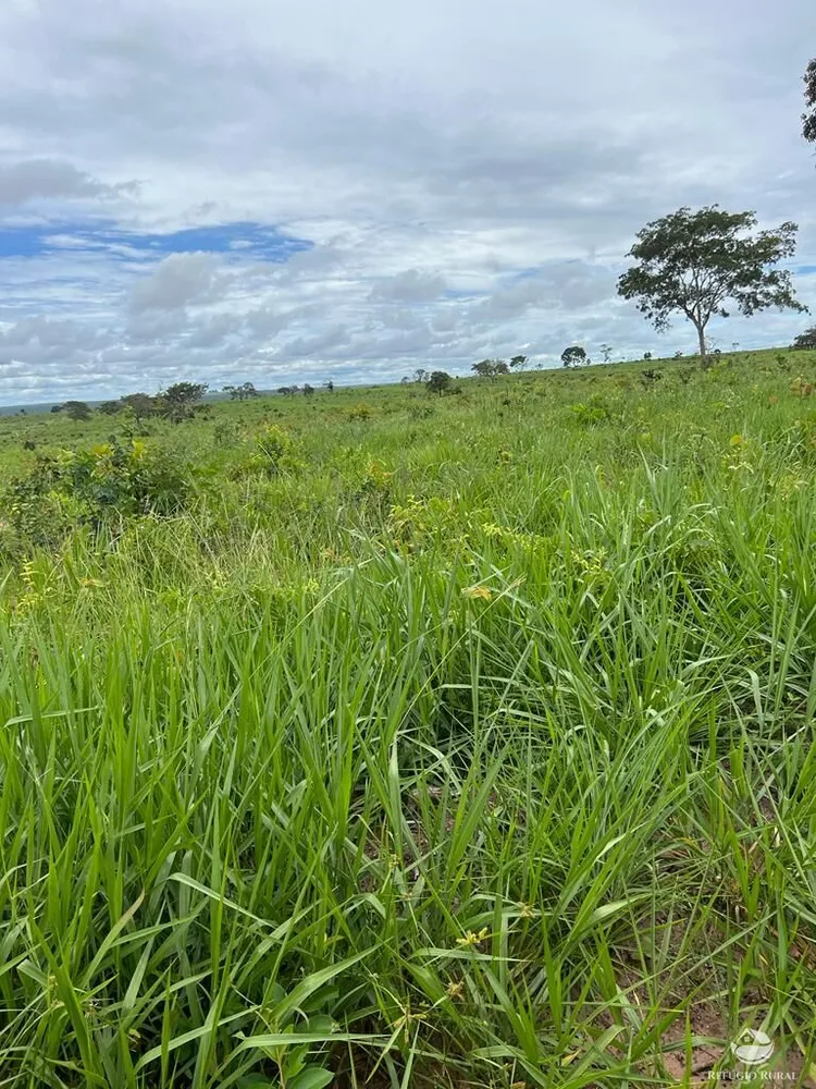 Fazenda, 3151 hectares - Foto 4
