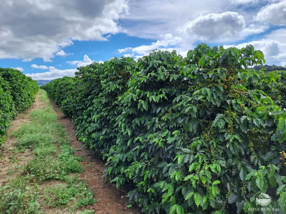 Fazenda, 79 hectares - Foto 1