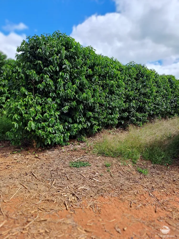 Fazenda, 79 hectares - Foto 3