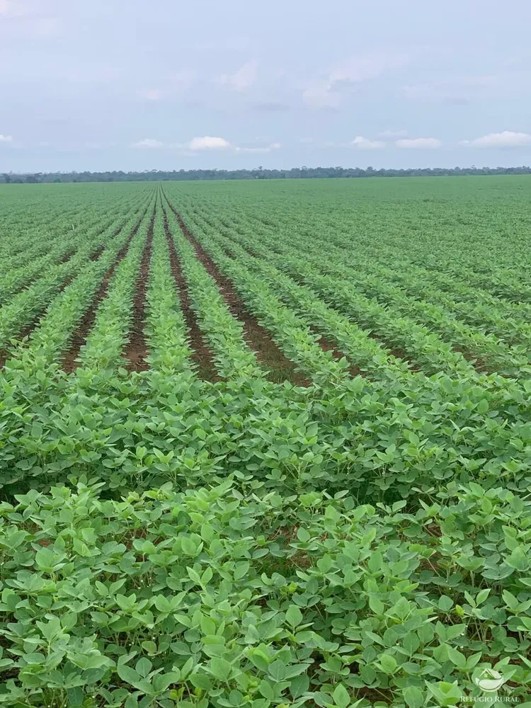 Fazenda, 4600 hectares - Foto 2