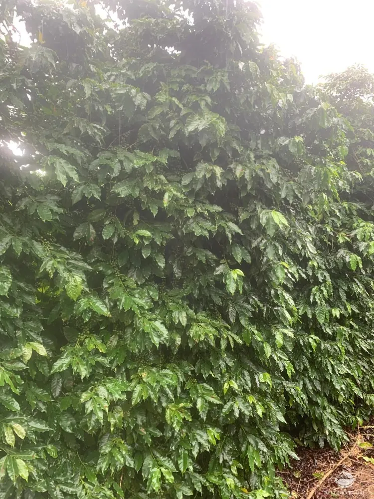 Fazenda, 390 hectares - Foto 3