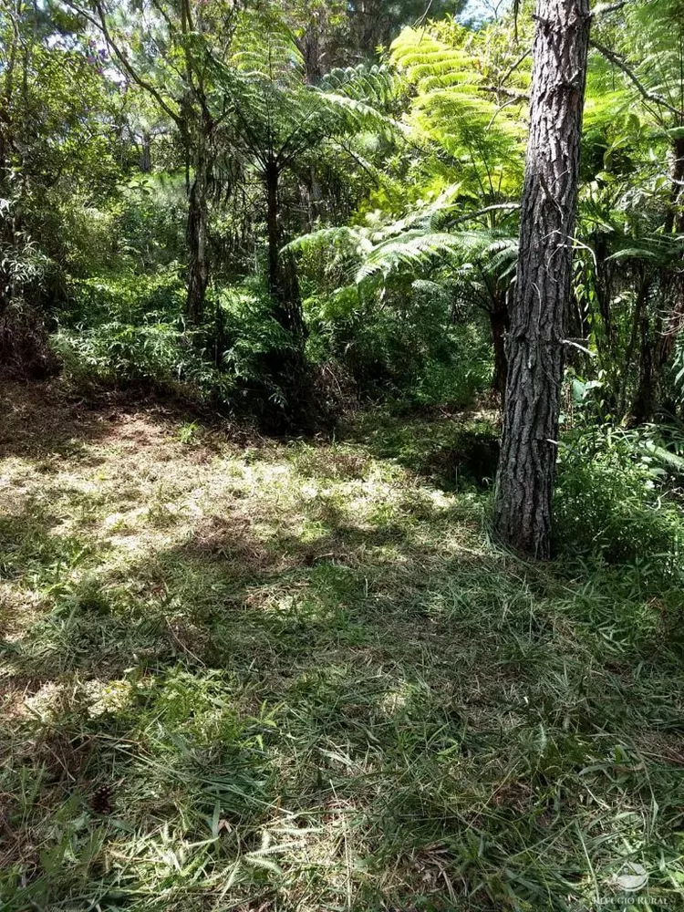 Sítio, 25 hectares - Foto 1