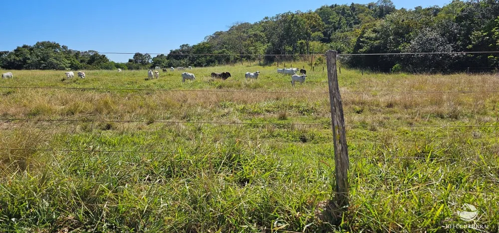 Fazenda, 208 hectares - Foto 9