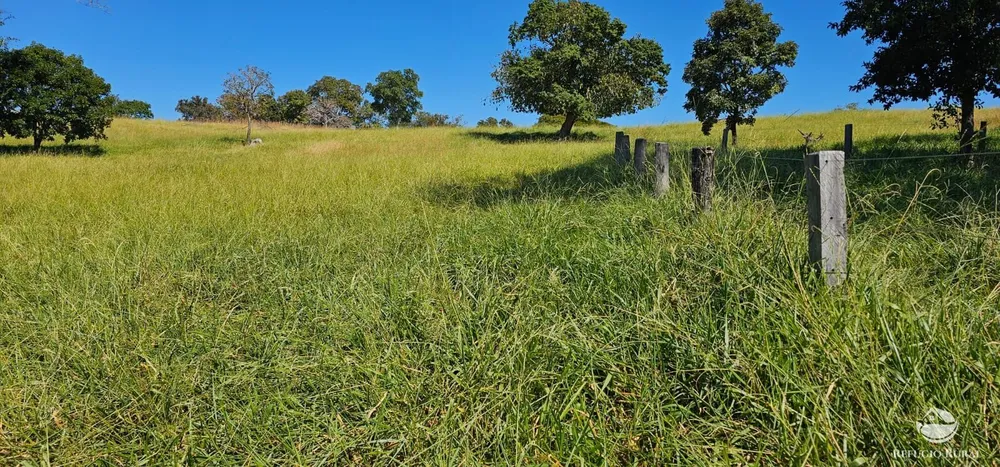 Fazenda, 208 hectares - Foto 11