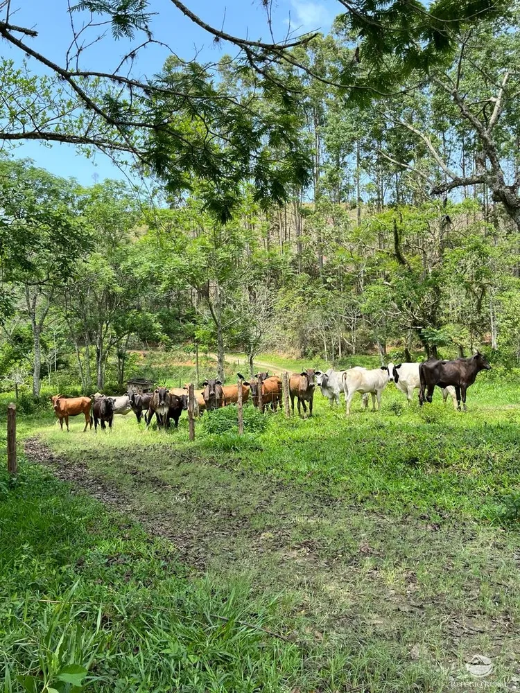 Fazenda, 145 hectares - Foto 9