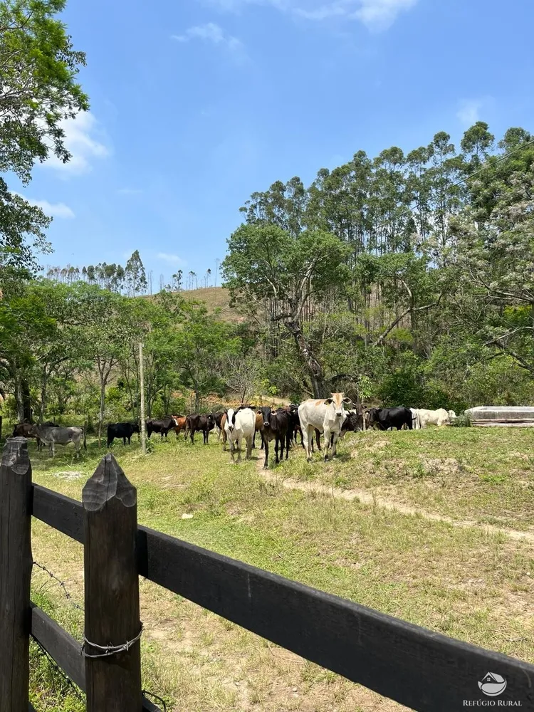 Fazenda, 145 hectares - Foto 6