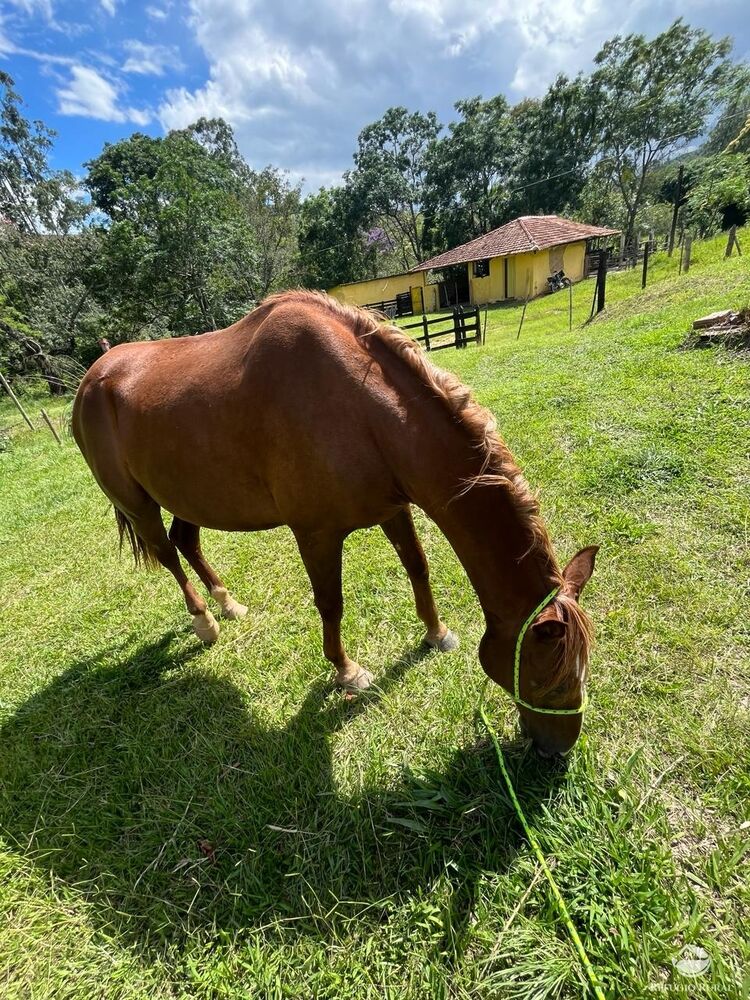 Fazenda à venda com 6 quartos, 1452000m² - Foto 2