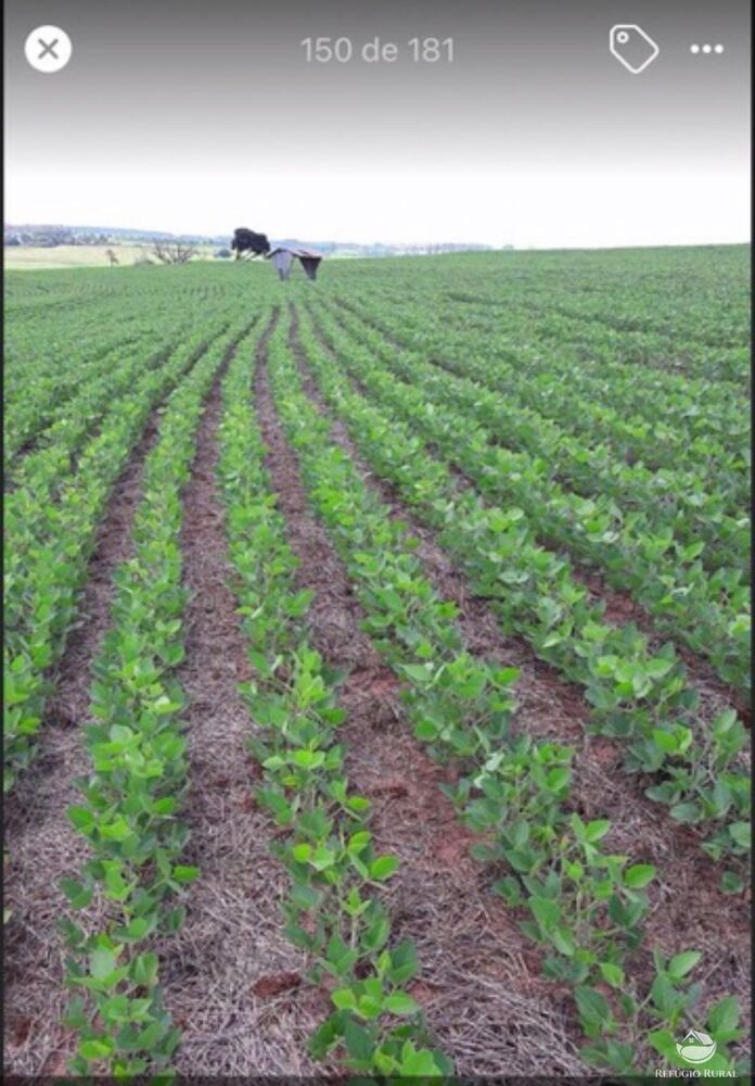 Fazenda, 61 hectares - Foto 3