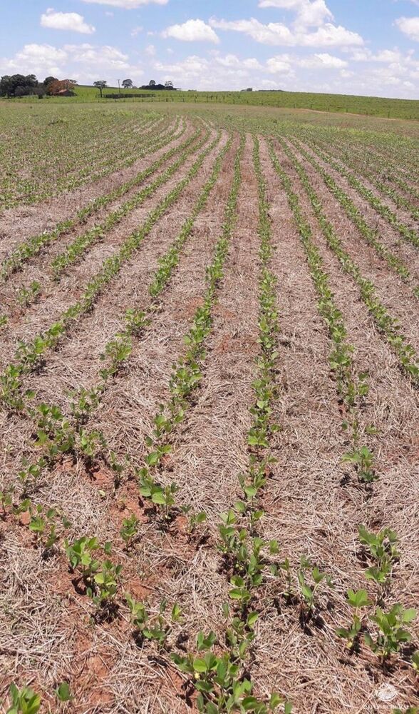 Fazenda, 61 hectares - Foto 1