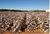 Fazenda-Sítio-Chácara, 17897 hectares - Foto 1