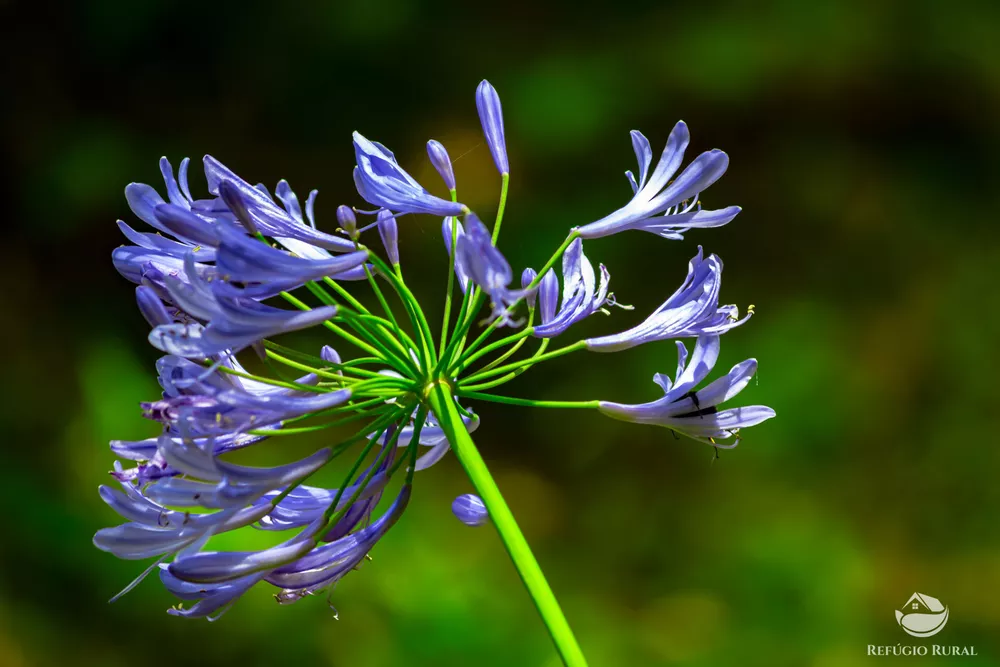 Chácara, 5 hectares - Foto 2