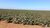 Fazenda-Sítio-Chácara, 600 hectares - Foto 1