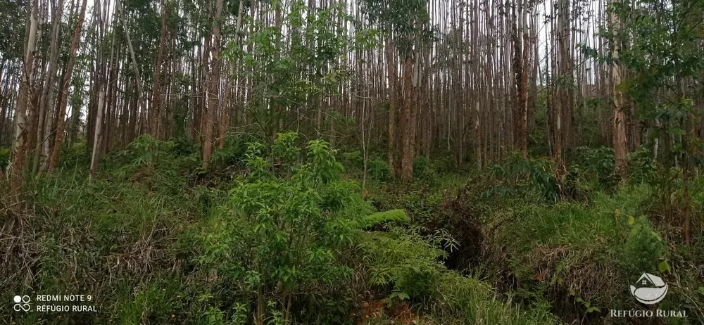 Terreno, 3 hectares - Foto 7