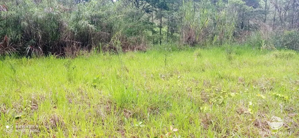 Terreno, 3 hectares - Foto 10