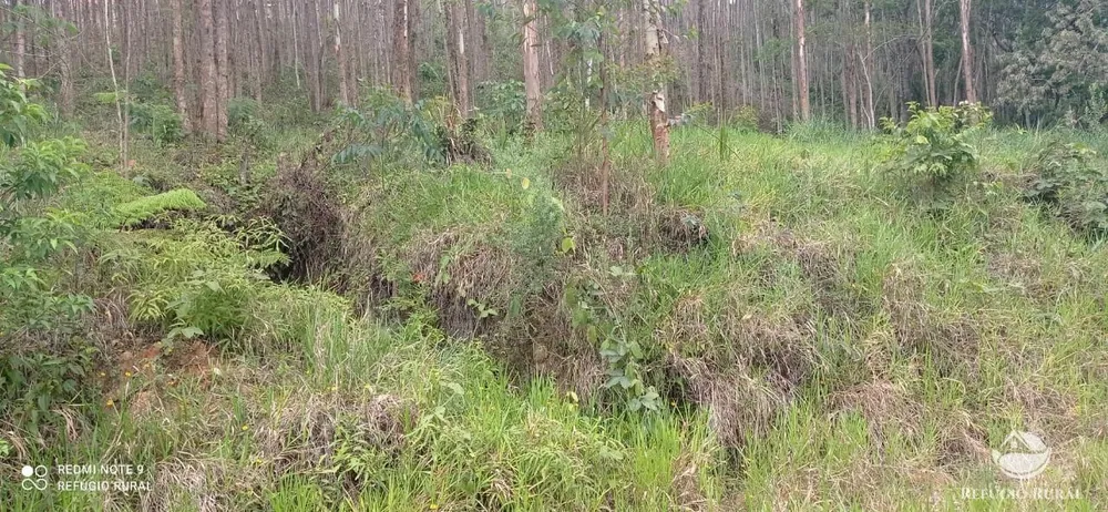 Terreno, 3 hectares - Foto 4