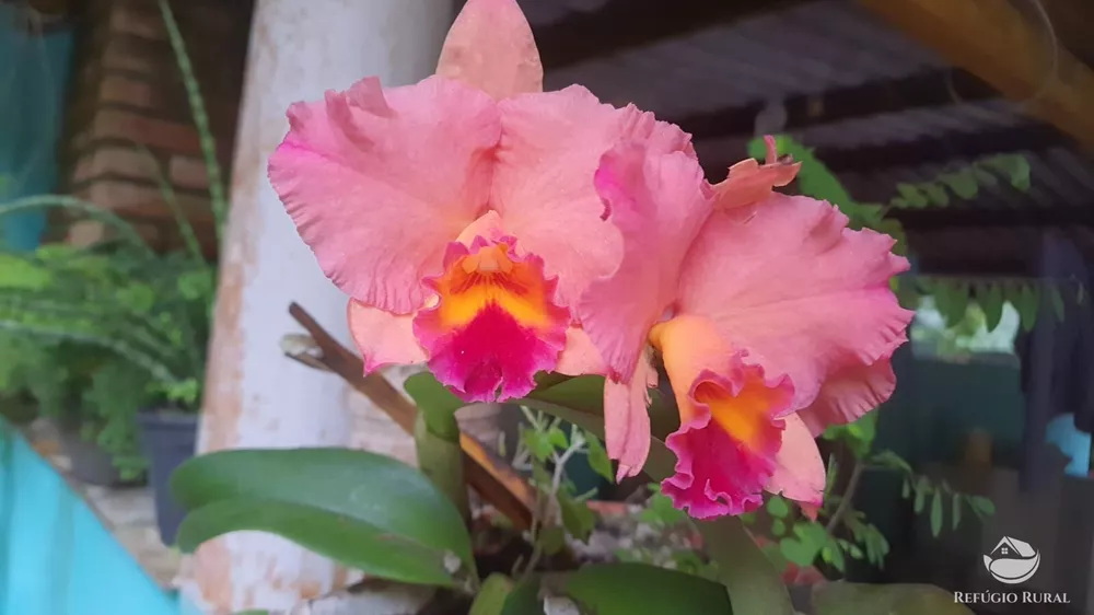 Sítio, 24 hectares - Foto 3