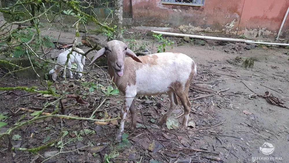 Sítio, 24 hectares - Foto 4