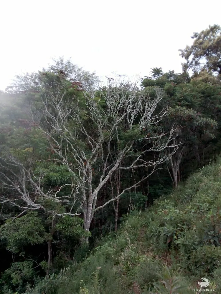 Chácara, 6 hectares - Foto 4