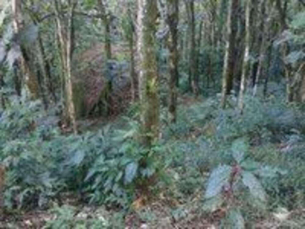 Sítio, 1 quarto, 15 hectares - Foto 8