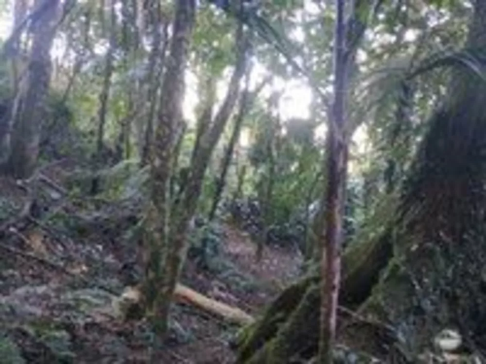 Sítio, 1 quarto, 15 hectares - Foto 4