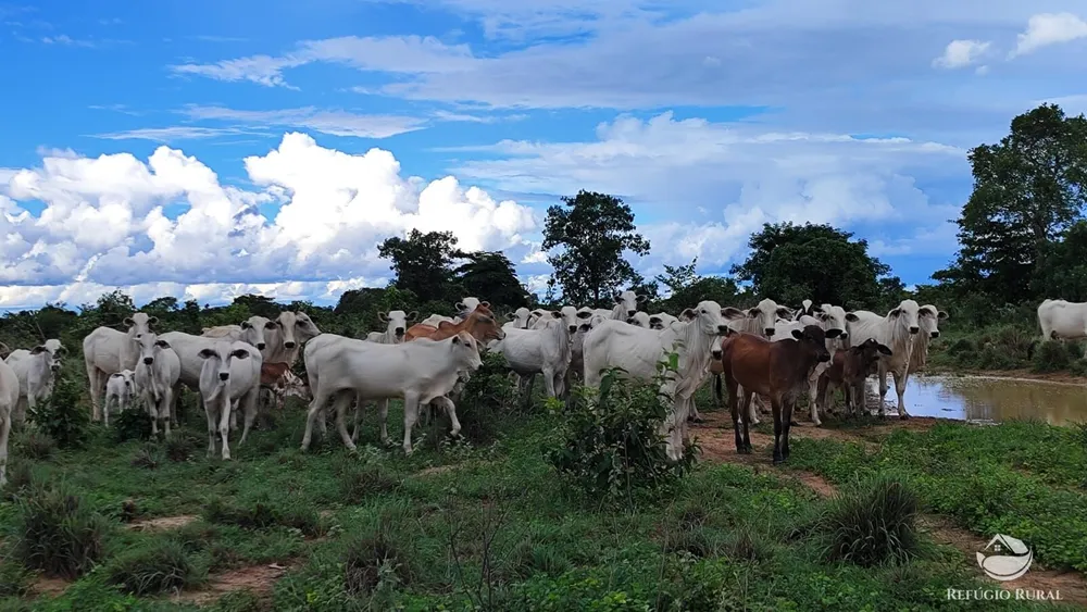 Fazenda, 799 hectares - Foto 1