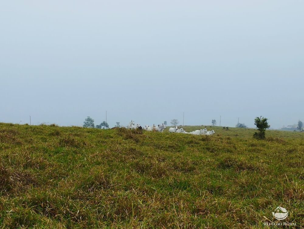 Fazenda, 34 hectares - Foto 13