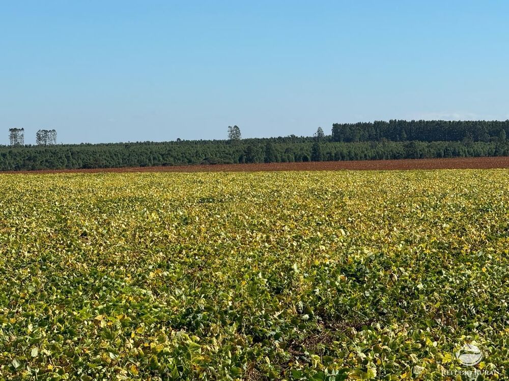 Fazenda, 2623 hectares - Foto 2