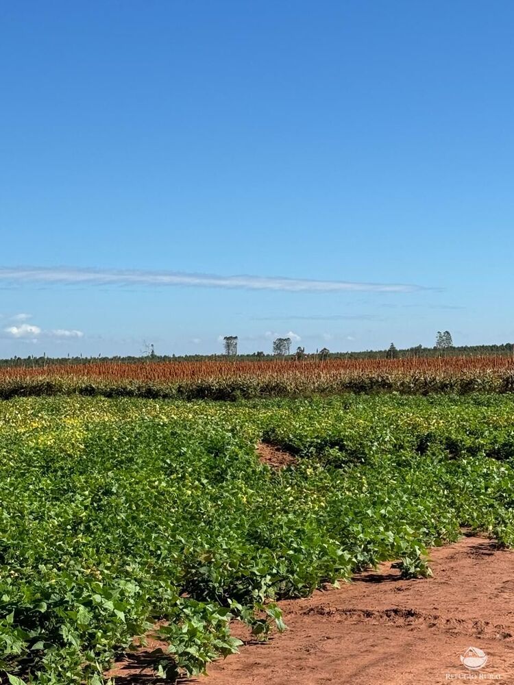 Fazenda, 2623 hectares - Foto 9