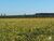 Fazenda, 2623 hectares - Foto 2