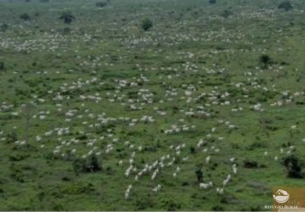Fazenda, 234900 hectares - Foto 12
