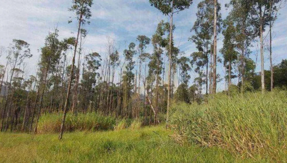 Terreno, 4 hectares - Foto 8