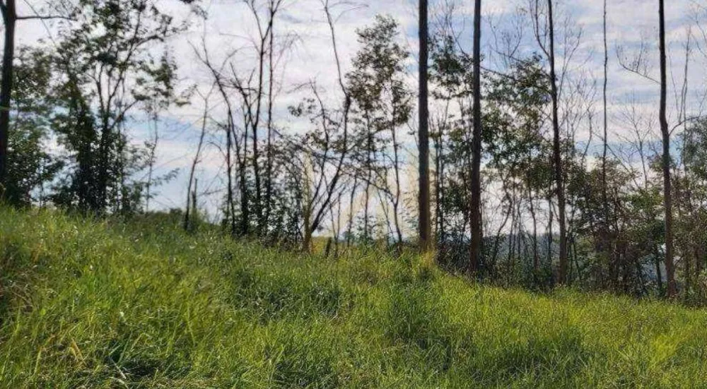 Terreno, 4 hectares - Foto 6