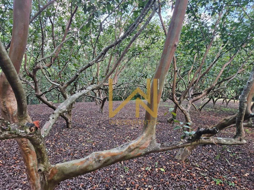 Chácara, 2 quartos, 3 hectares - Foto 2