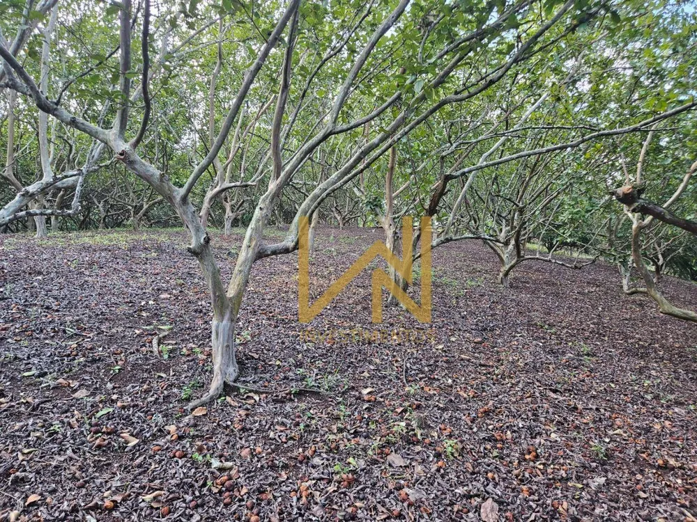 Chácara, 2 quartos, 3 hectares - Foto 4