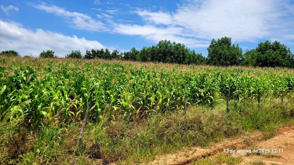 Terreno, 5 hectares - Foto 10