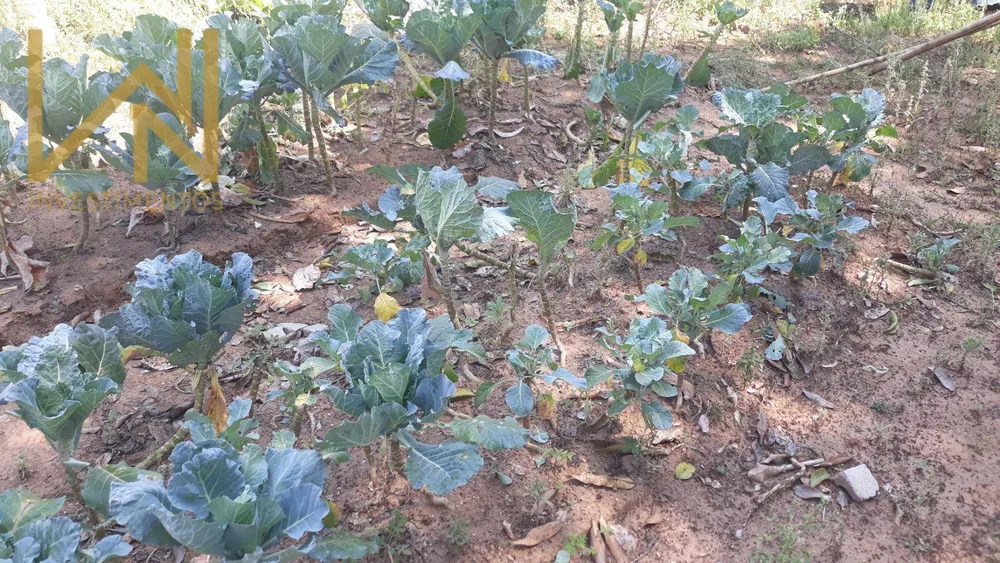 Terreno, 1 hectares - Foto 4