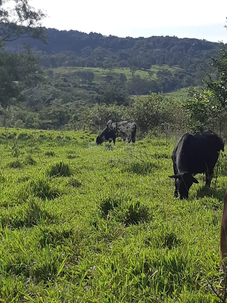 Fazenda, 96 hectares - Foto 2