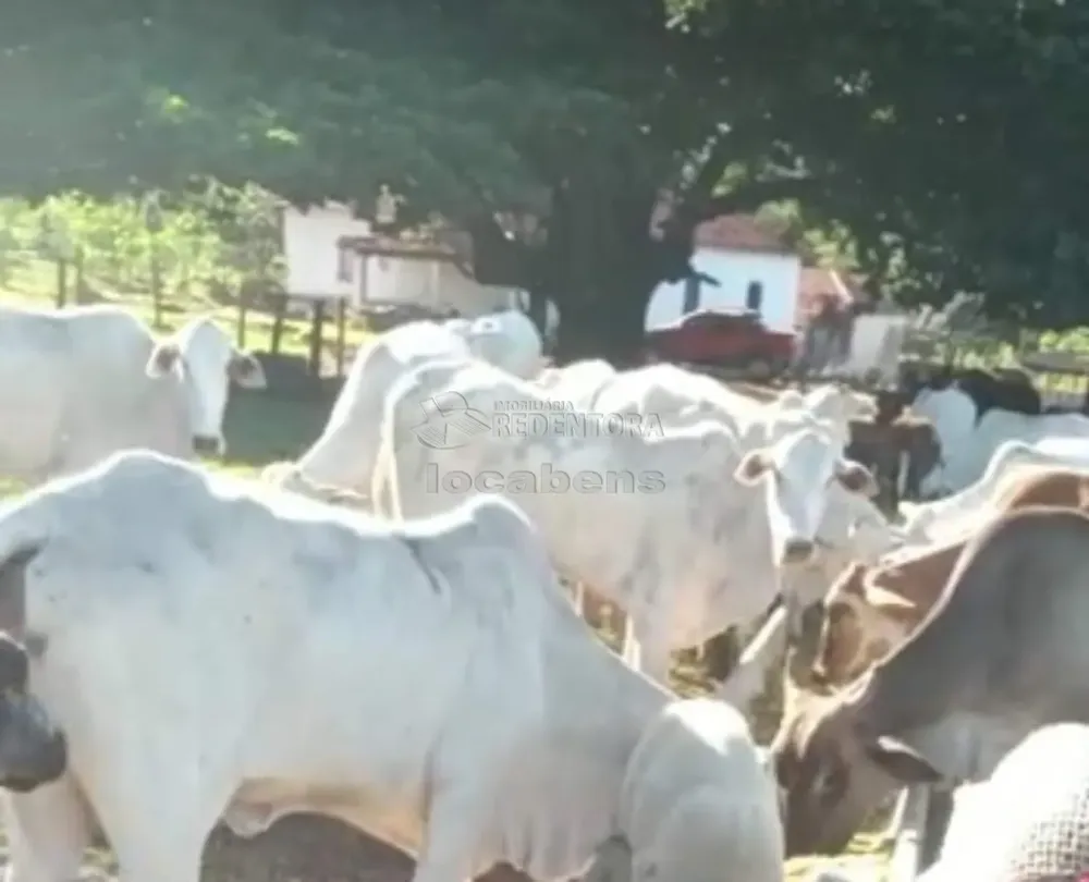 Fazenda, 96 hectares - Foto 8